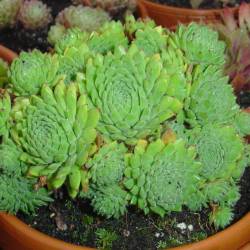 Sempervivum - Dachwurz - Hauswurz